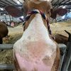 annadinoto